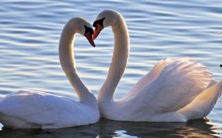 天鹅娱乐资讯吃瓜,揭秘娱乐圈最新“吃瓜”热点